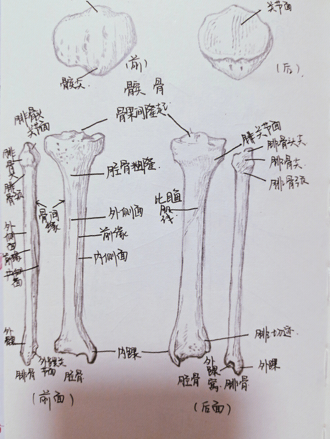 第六周骨骼画作来啦!