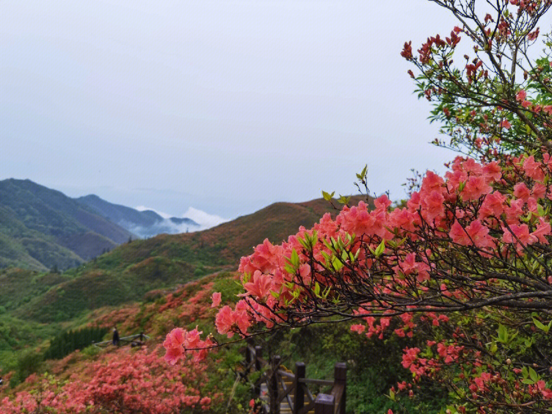 人间四月天最美映山红