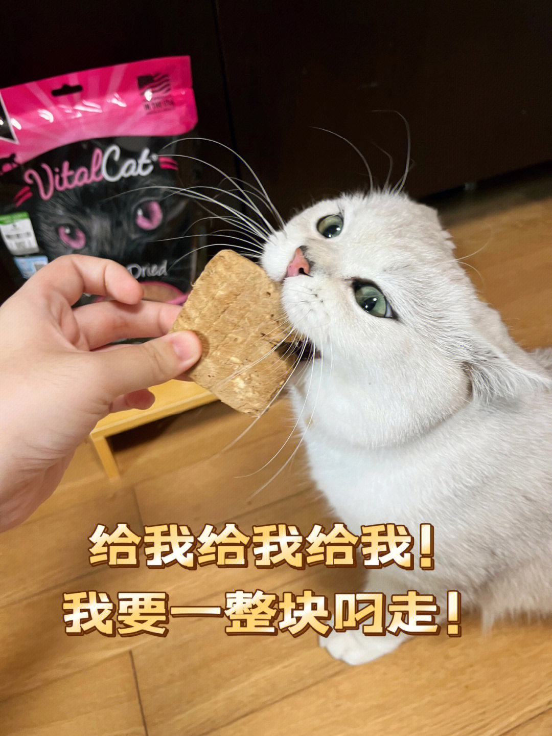 猫伸出一只人手表情包图片