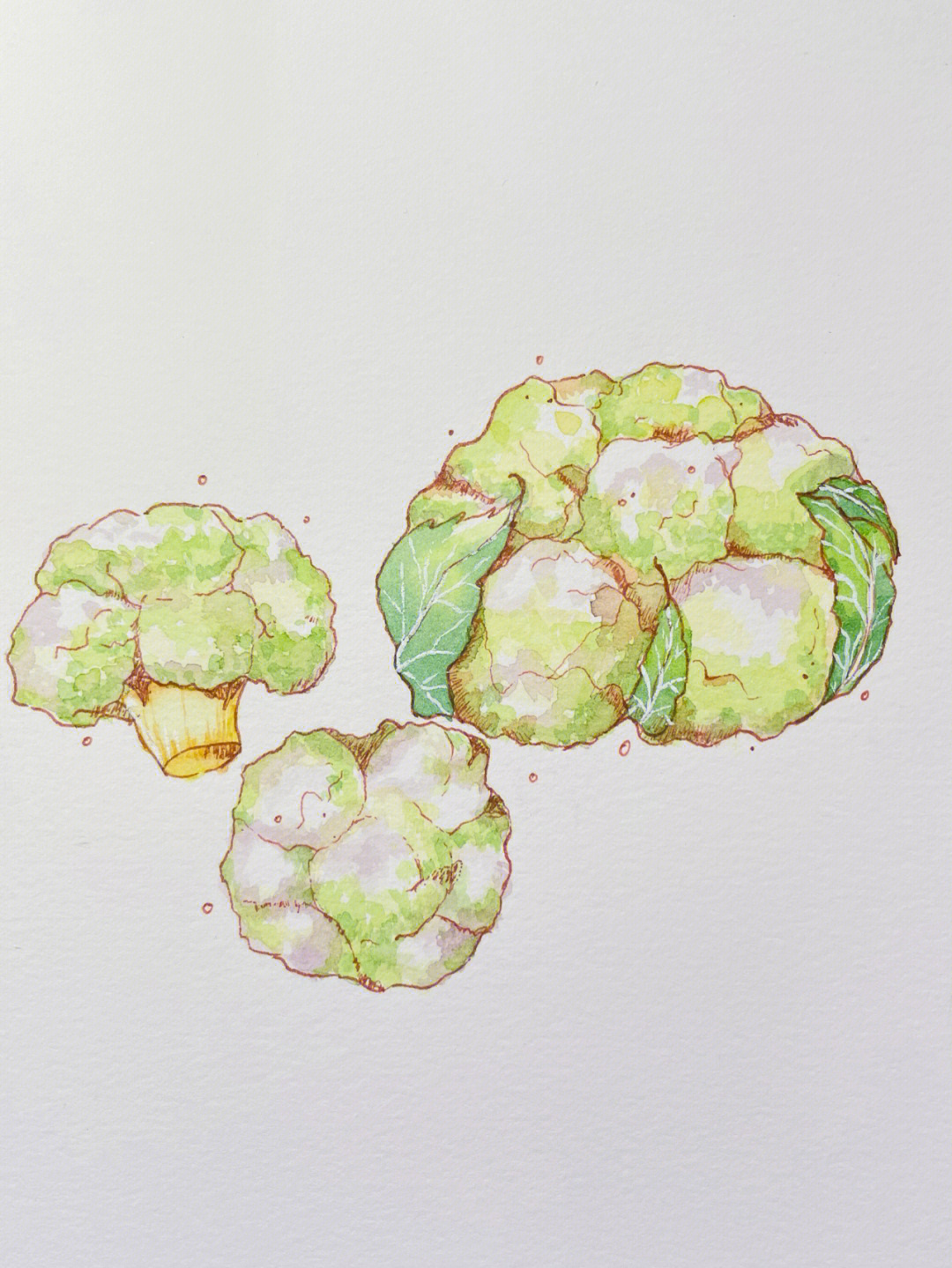 超级简单的水彩画来啦,今天是花菜,也是我很喜欢吃的噢