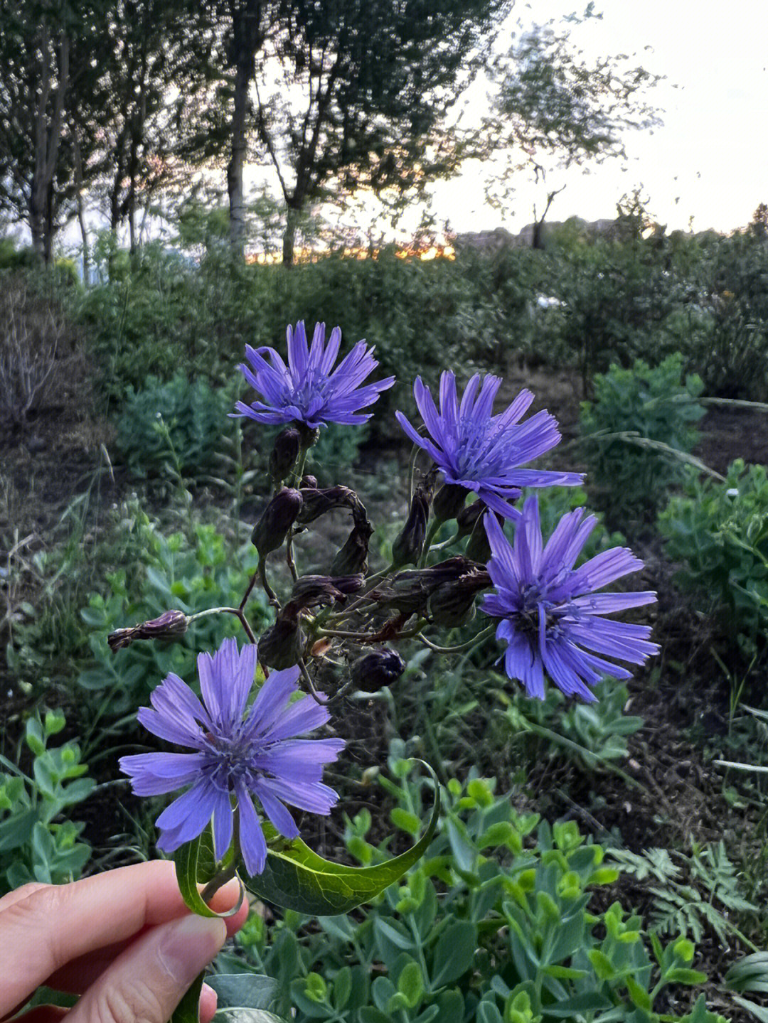 北方山莴苣菜图片