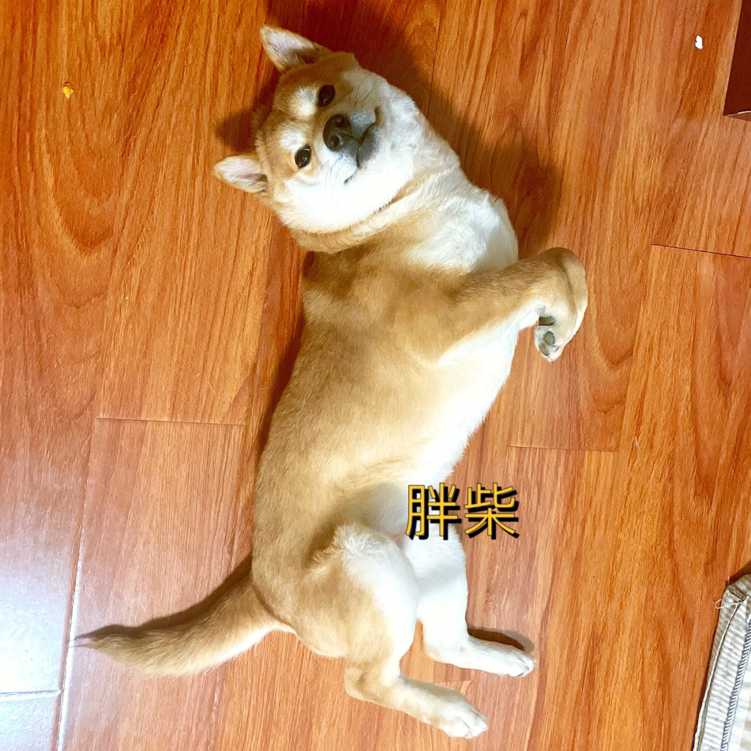 柴犬成犬体重图片