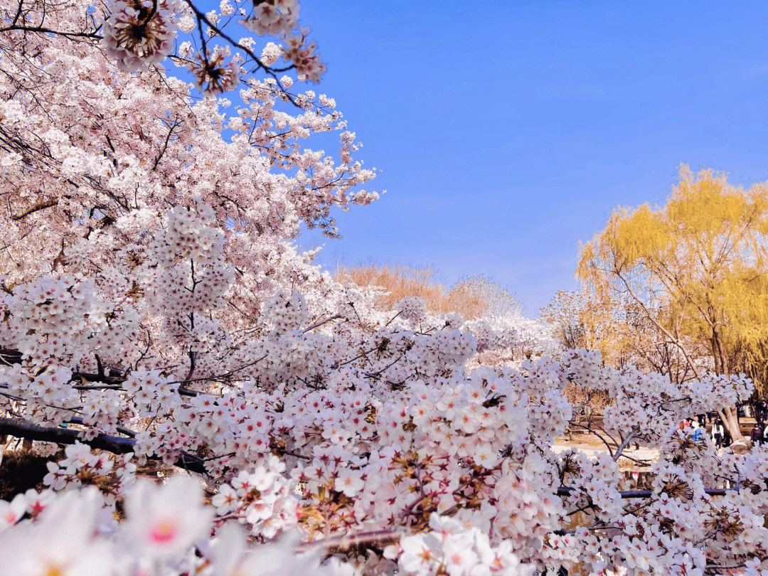 玉渊潭公园赏花图片