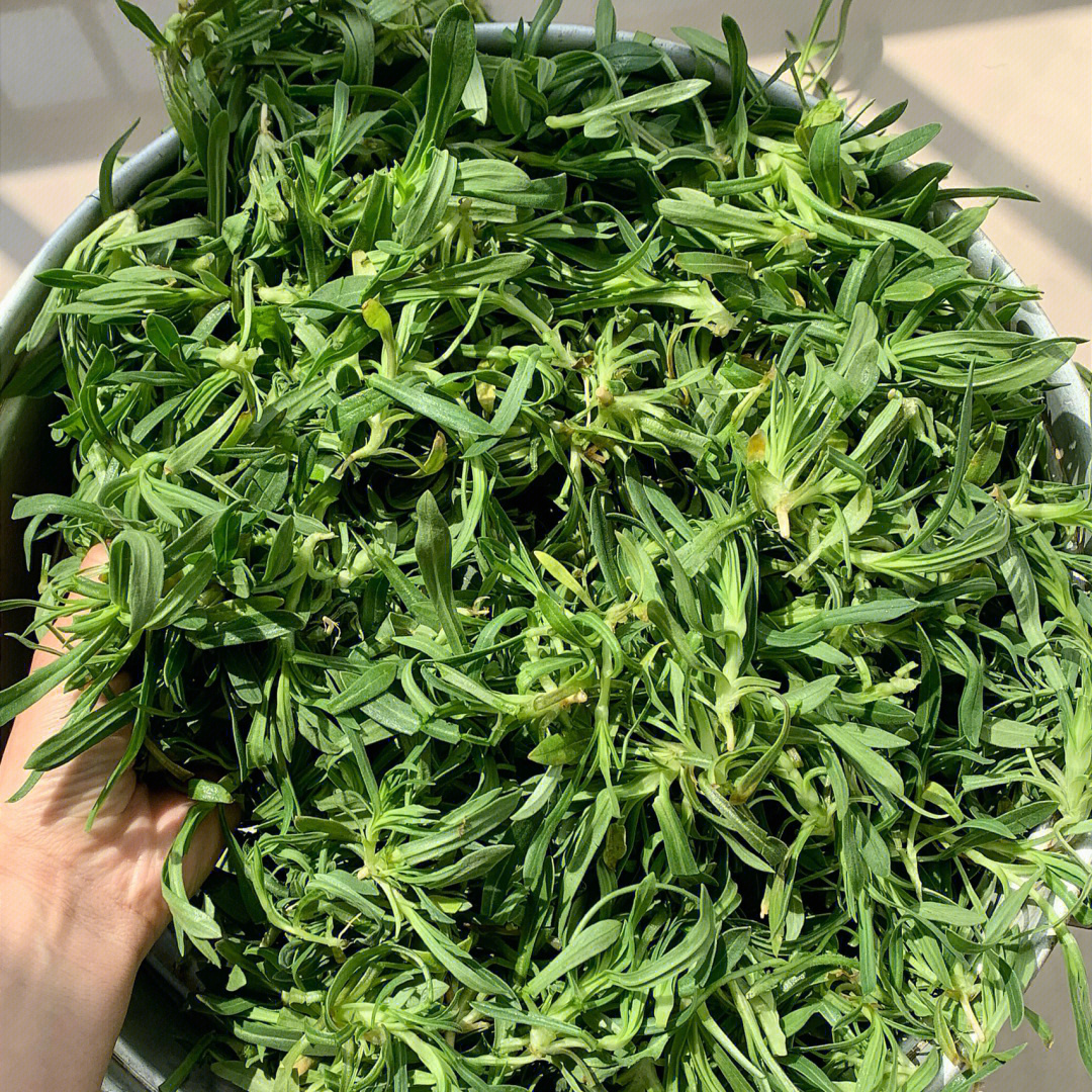 白毫野菜蒸菜图片