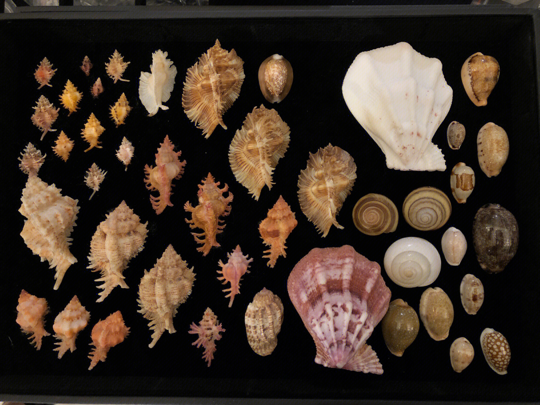 50种珍稀贝壳漂亮图片