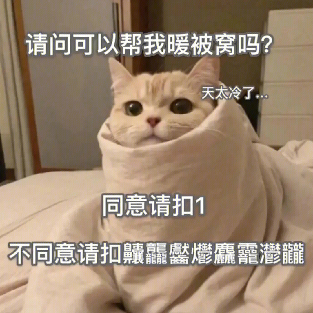 小猫咪撩男友表情