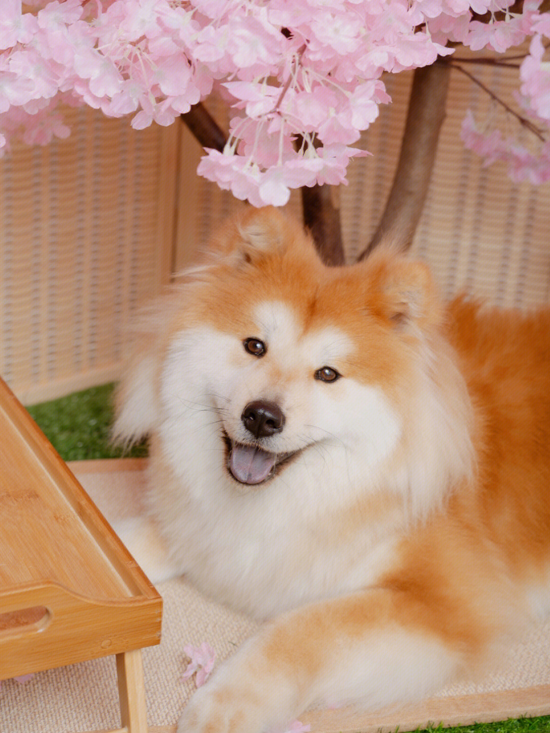 樱花的季节狗生的第一次写真必须来一组樱花系列姐姐说秋田和樱花94