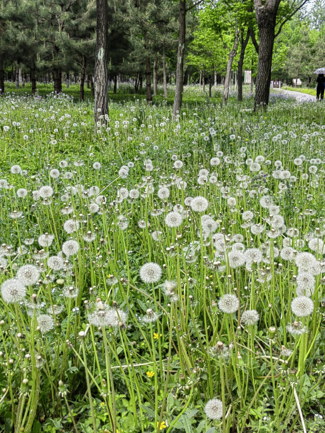 蒲公英属梦幻图片