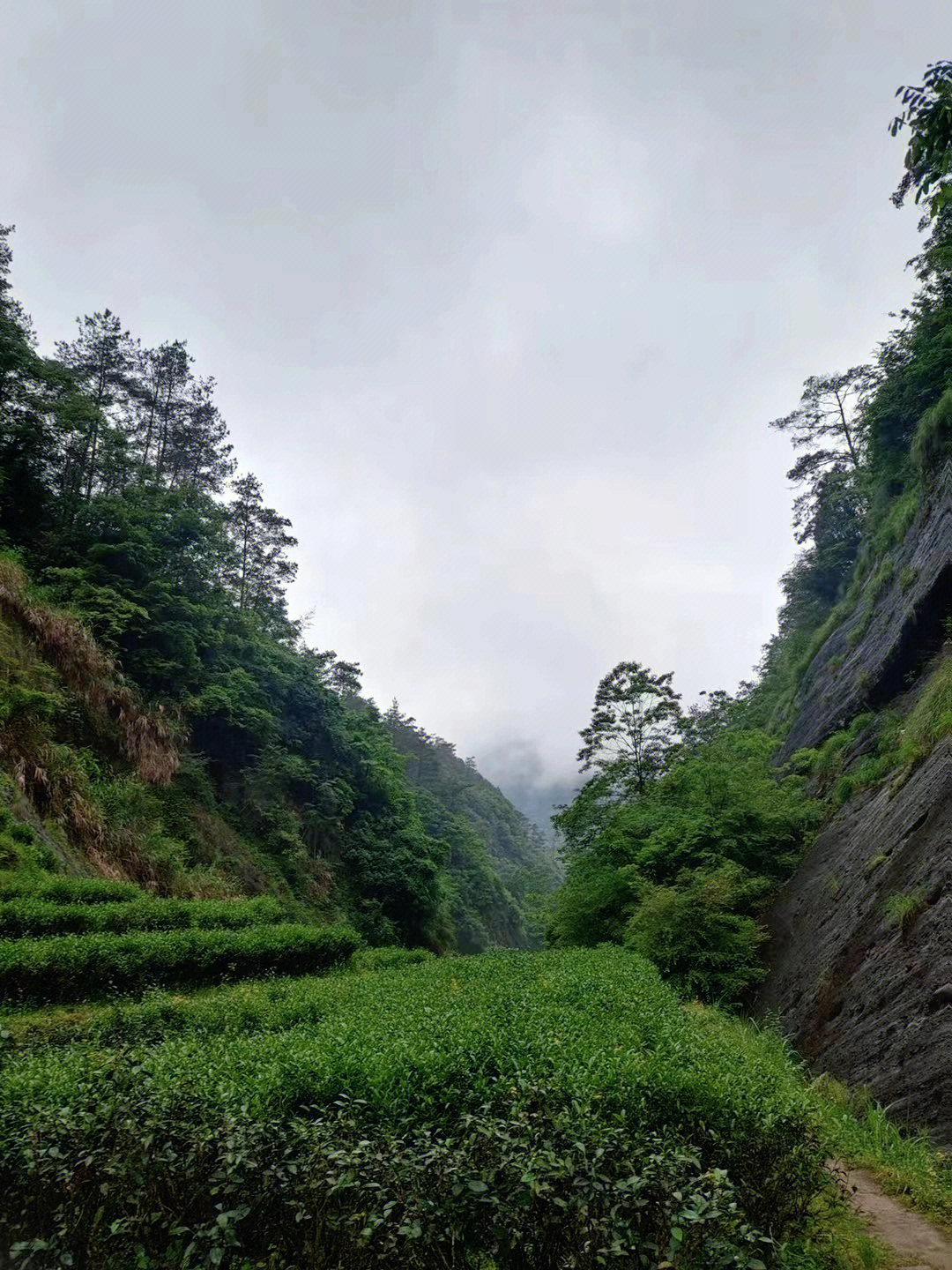 武夷岩茶的形态特征:叶端扭曲,似蜻蜓头,色泽铁青带褐油润.