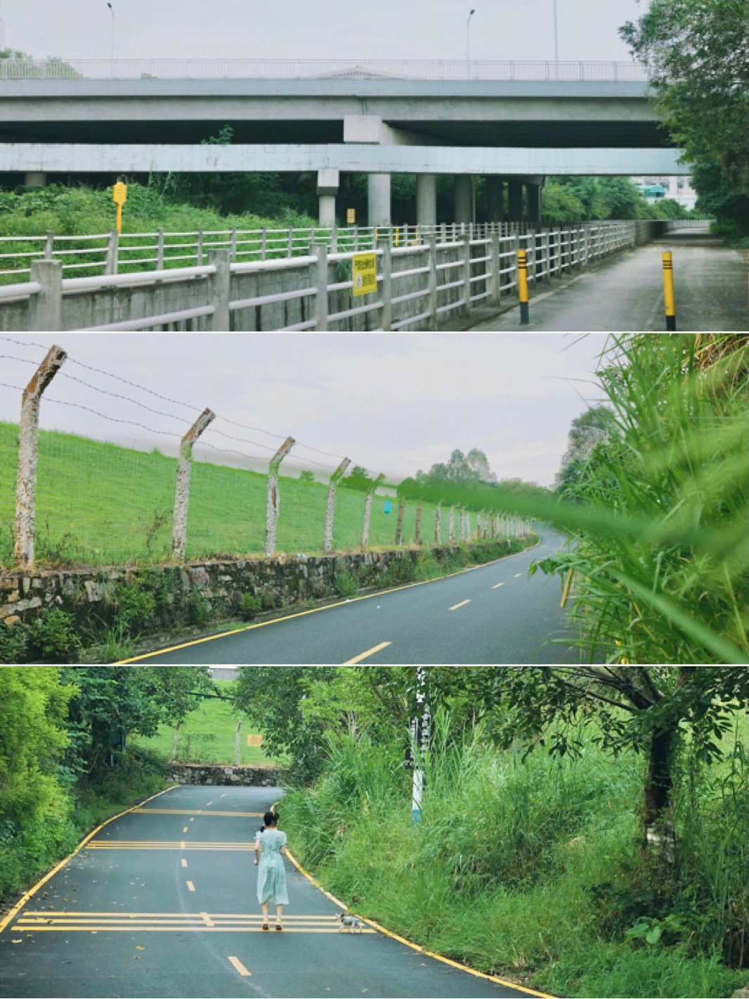 马峦北路深圳又一条小众拍日系片的公路