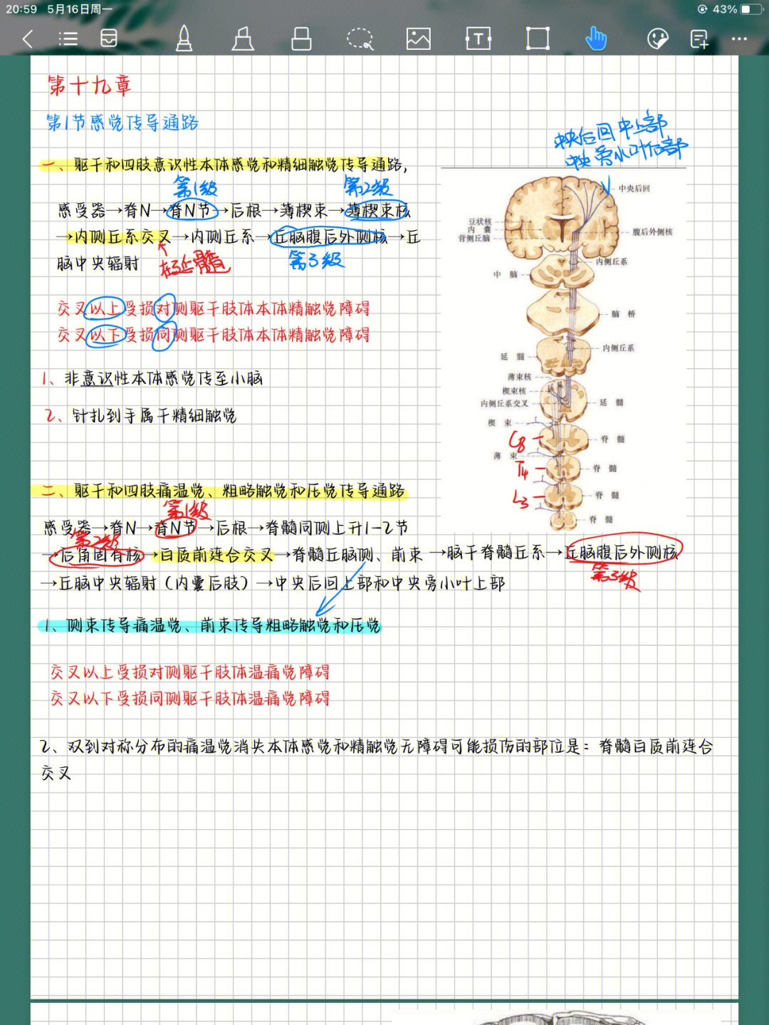 锥体系传导通路流程图图片