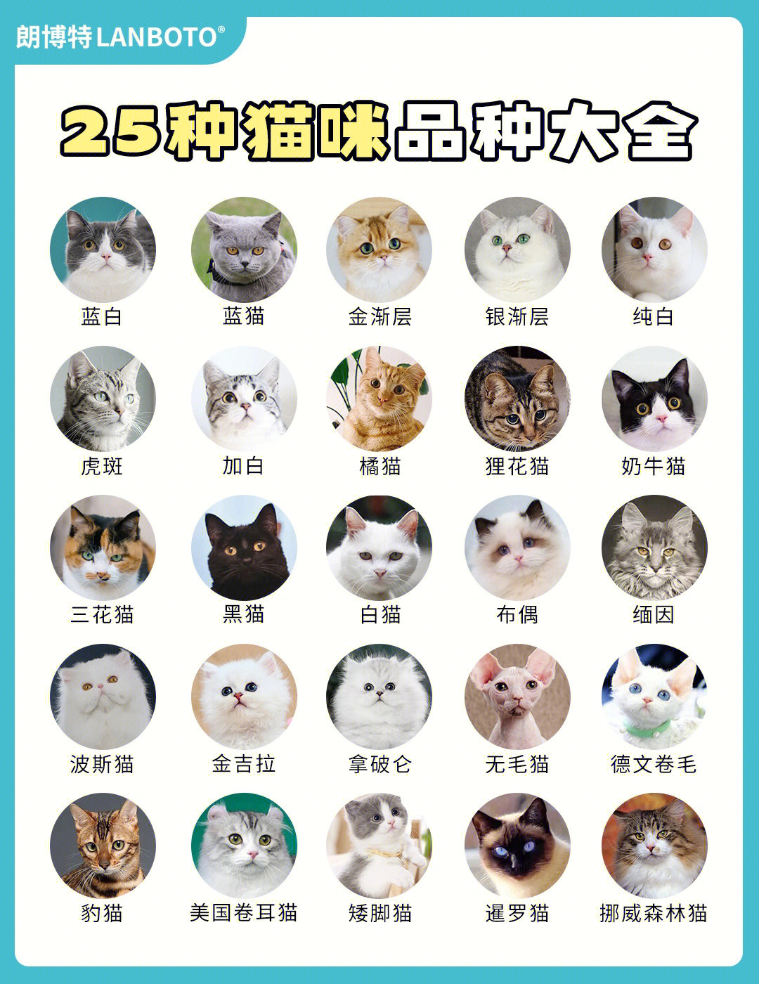 25种猫咪图鉴大全你最想养哪一个