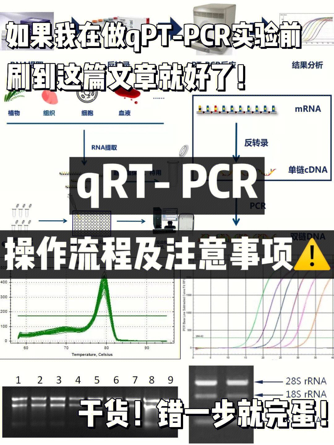 pcr步骤流程图图片