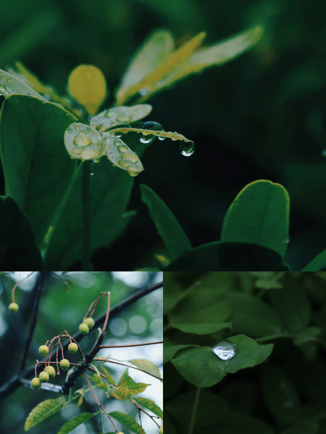 空山新雨后封面图片