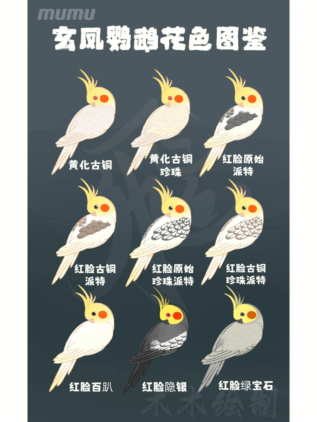 玄凤鹦鹉配对花色表图图片