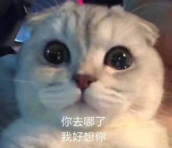 我想你了的表情包猫猫图片