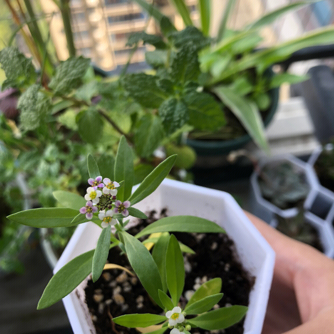 香雪球刚发芽的样子图片