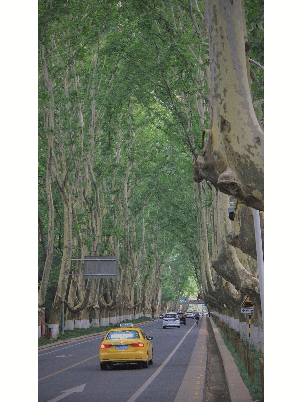 南京梧桐树的故事图片