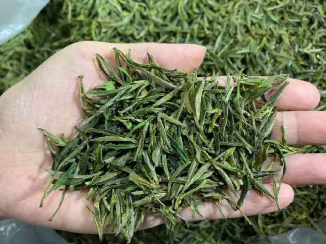 正宗的霍山黄芽新茶纯天然无农药茶叶