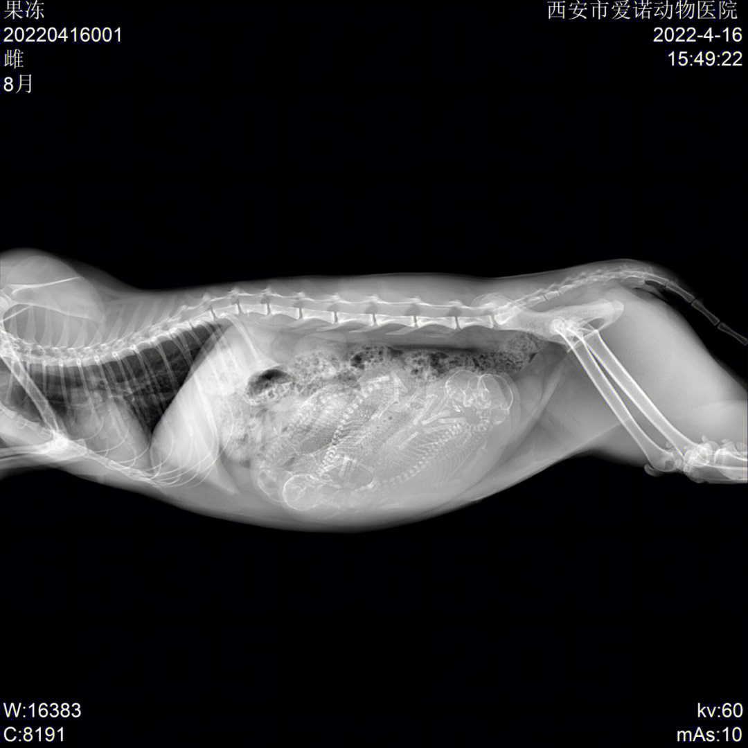 猫咪怀孕40天x光图片图片