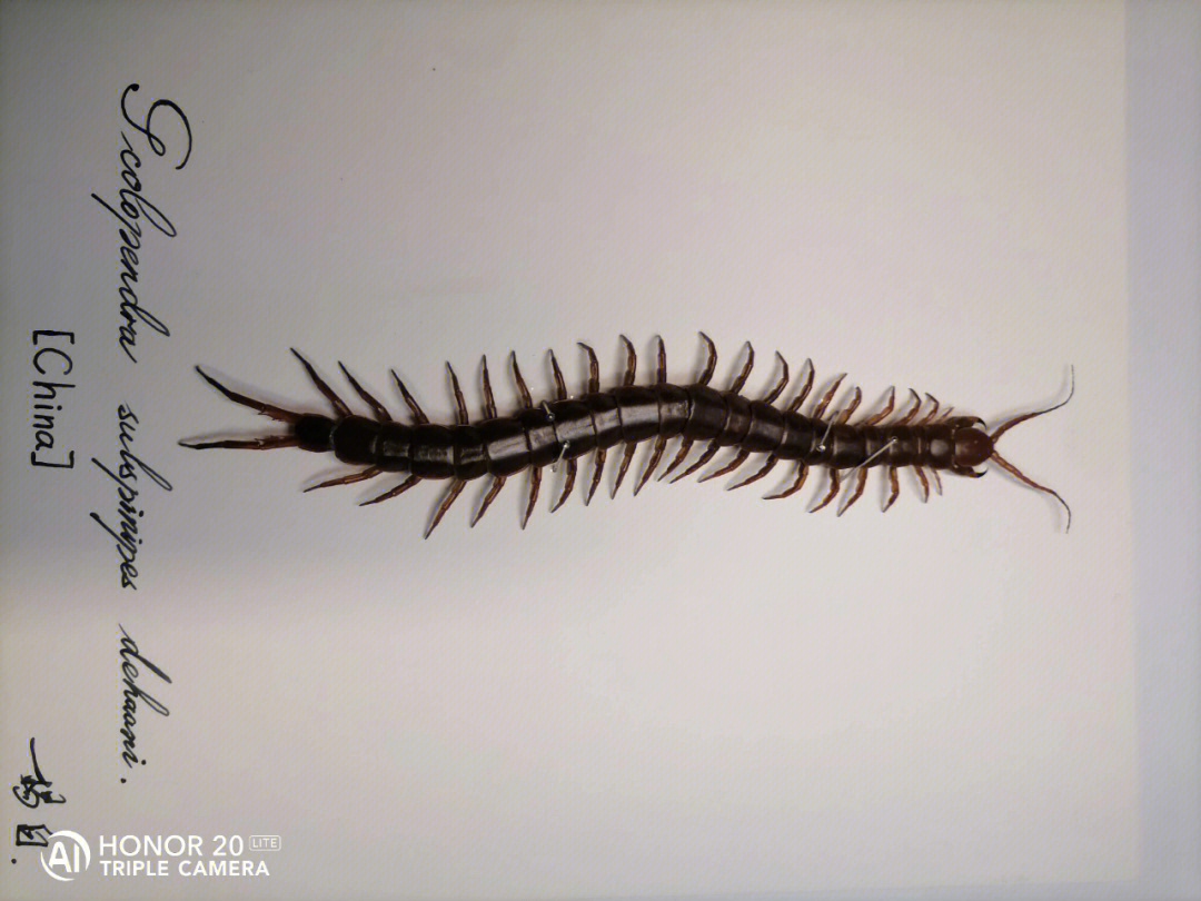 红龙蜈蚣(scolopendra subspinipes dehaani)亚洲雨林中可怕掠食动物.