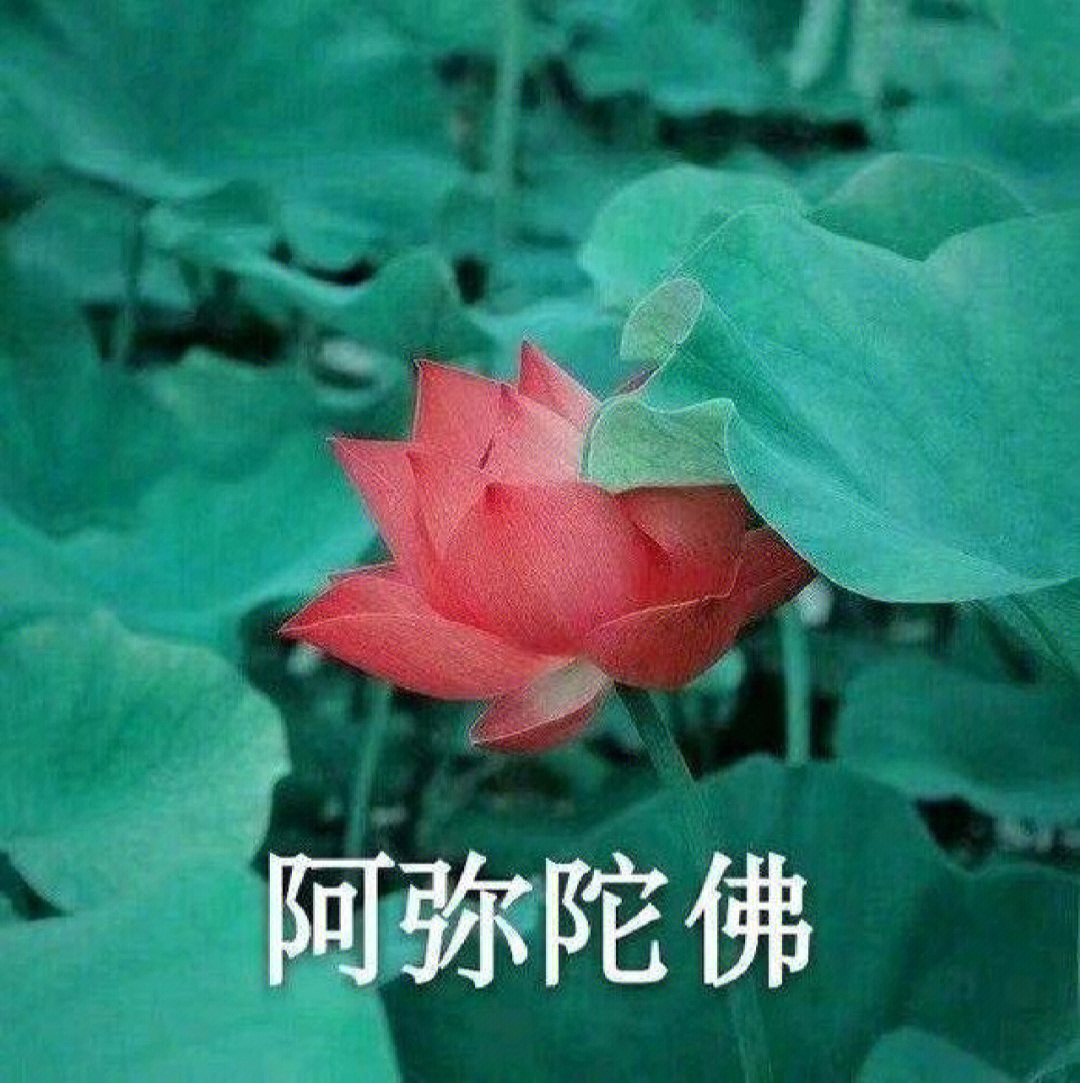 心如止水图片表情包图片