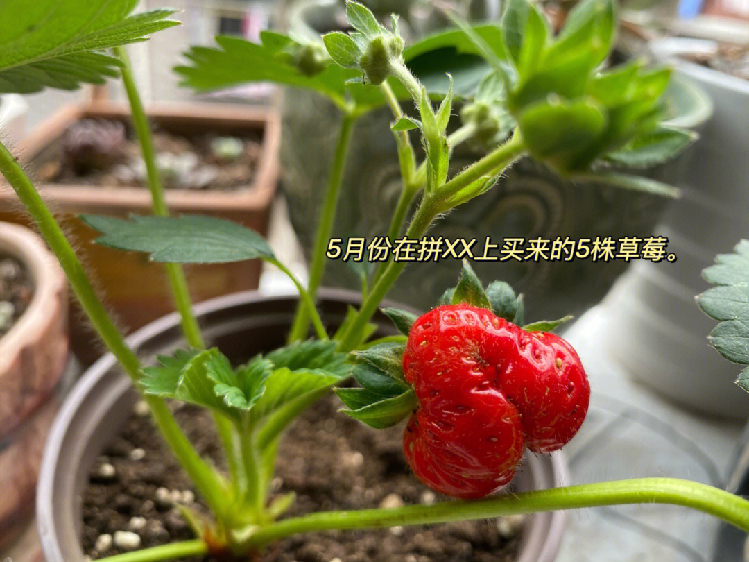 种草莓和掐的区别图片图片