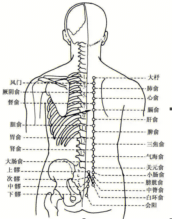 肝不好背部疼痛位置图图片
