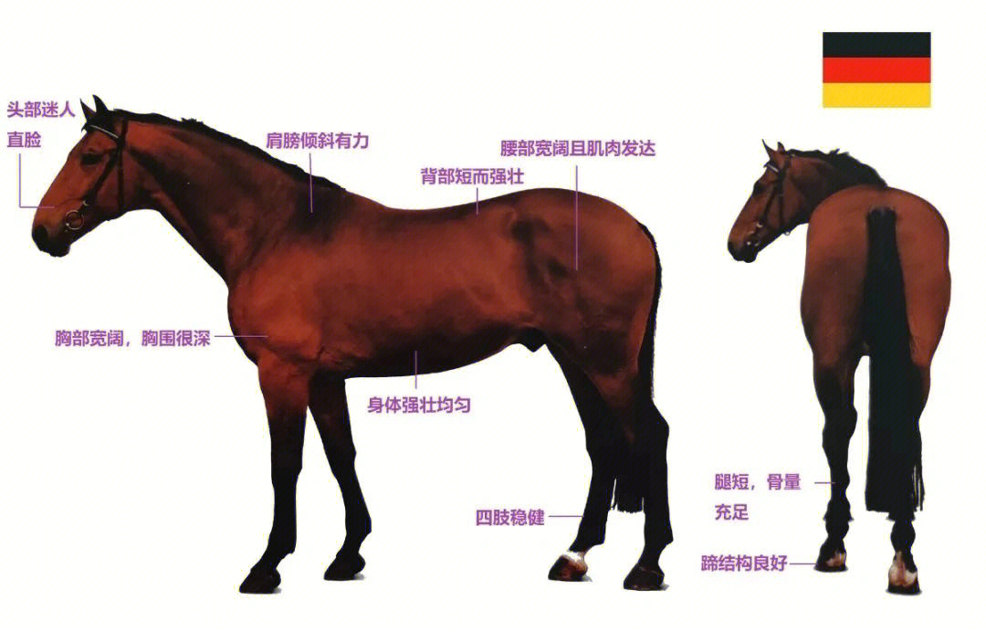 马的种类及图片和介绍图片
