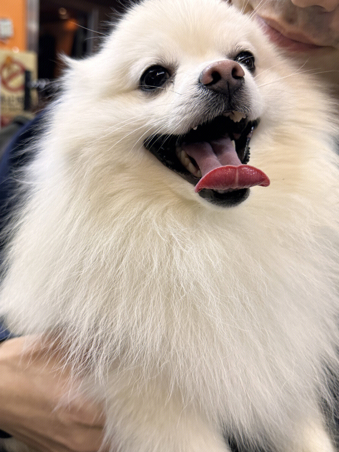我就是新手养狗,小型犬没什