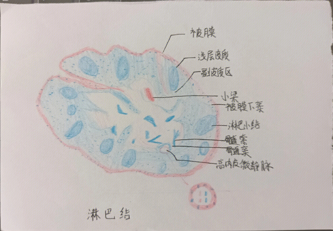 淋巴结组胚图图片