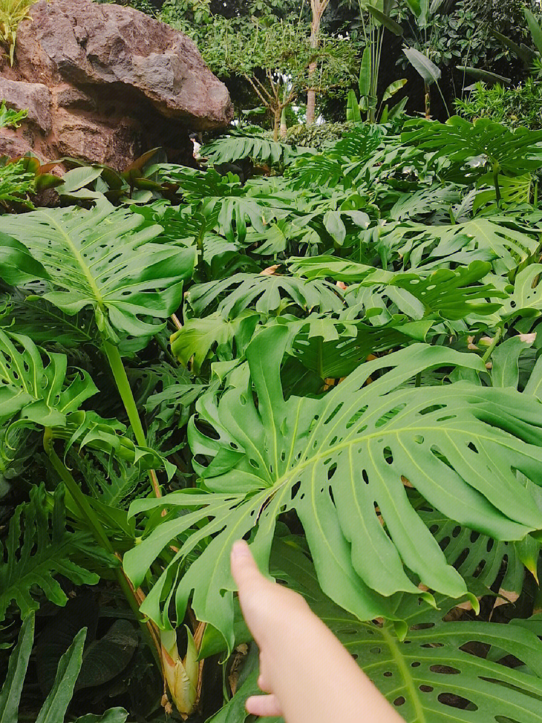 热带雨林植物30种图片