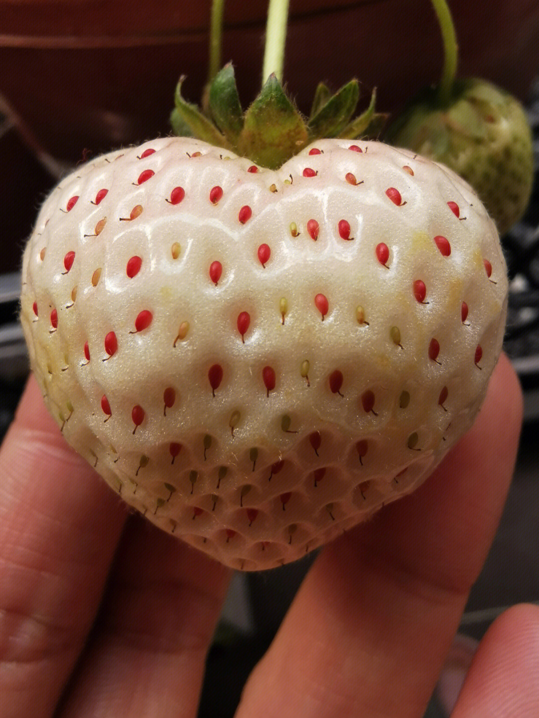 草莓香味土剧图片
