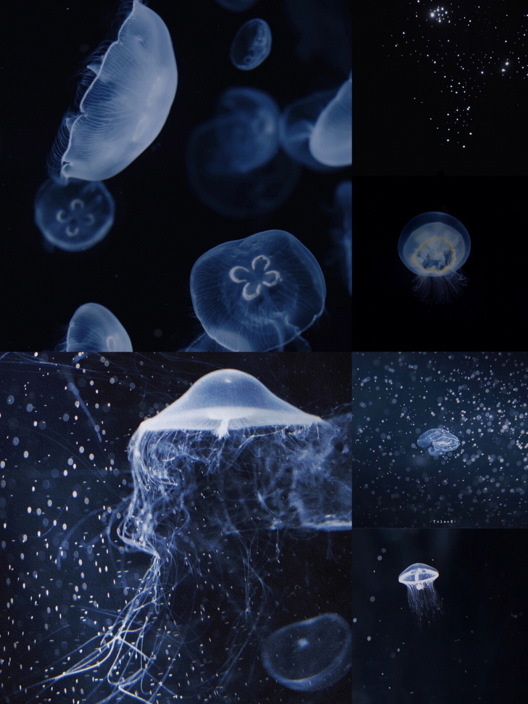 海月水母烟花图片