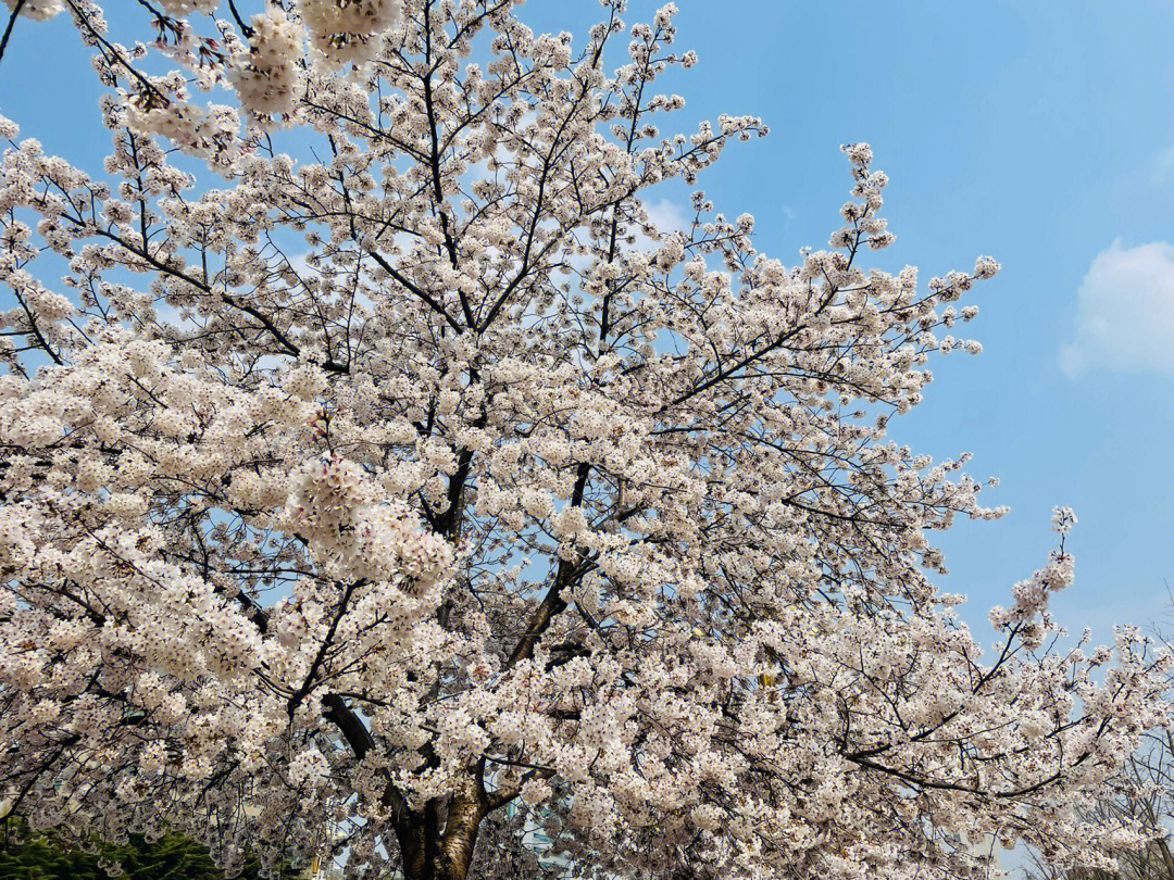 市花 樱花图片