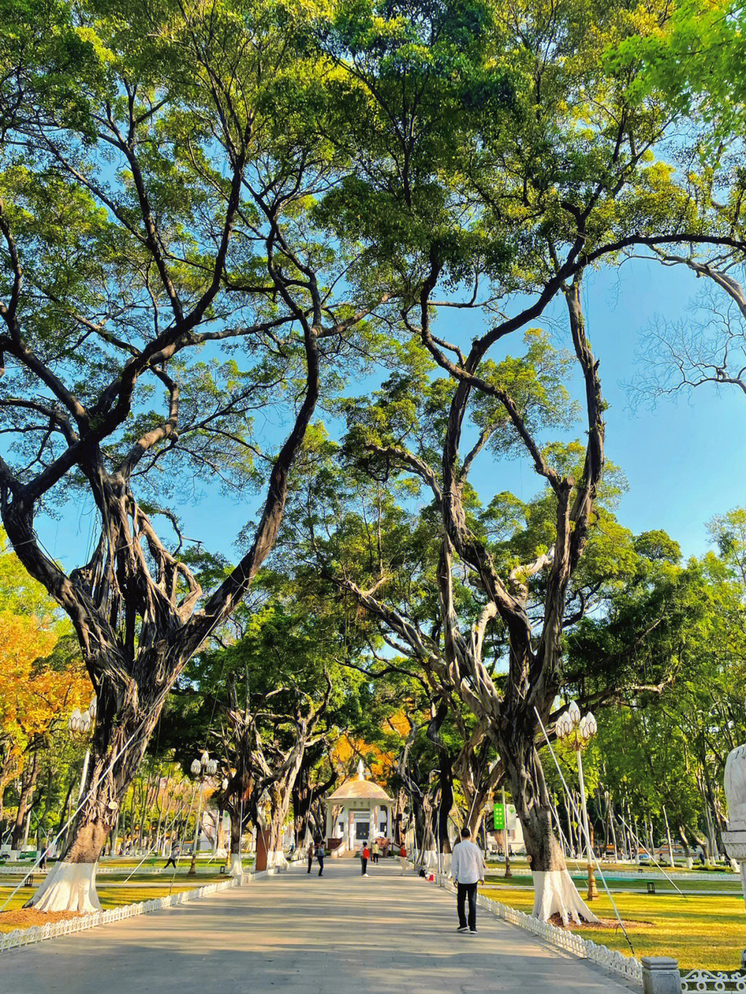 广东路边常见的树图片