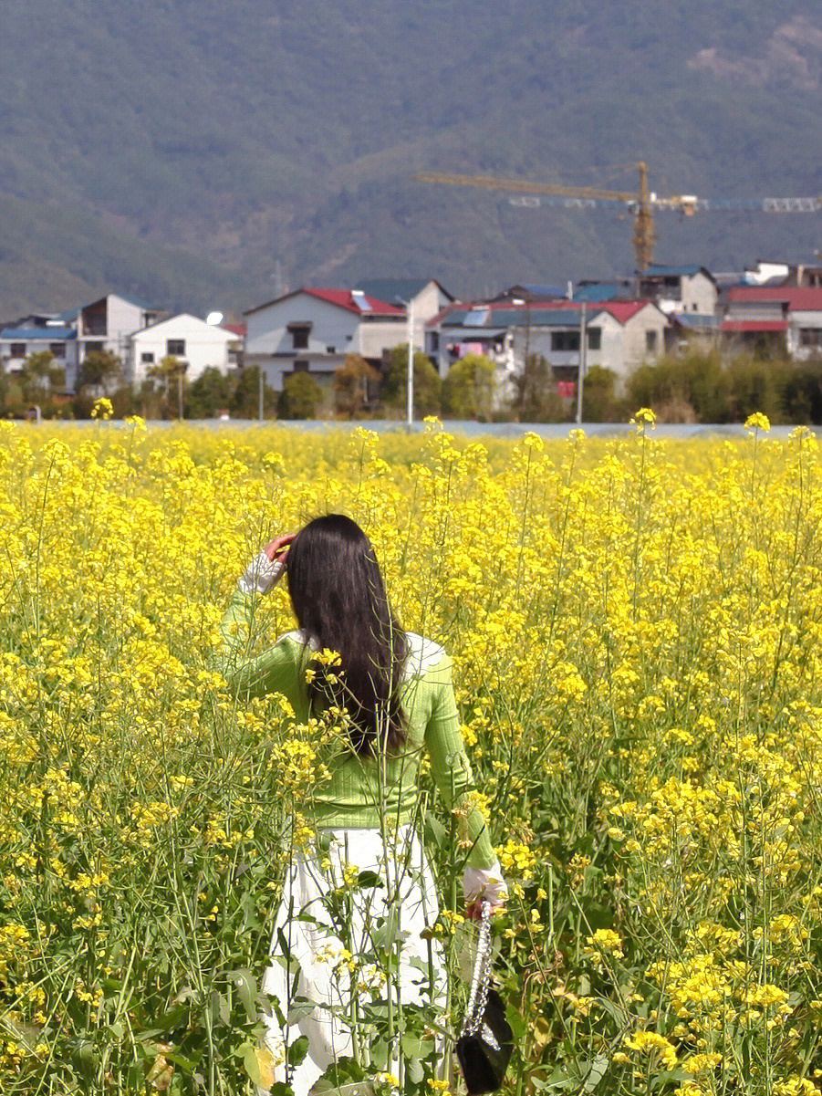 五夫油菜花开好了快