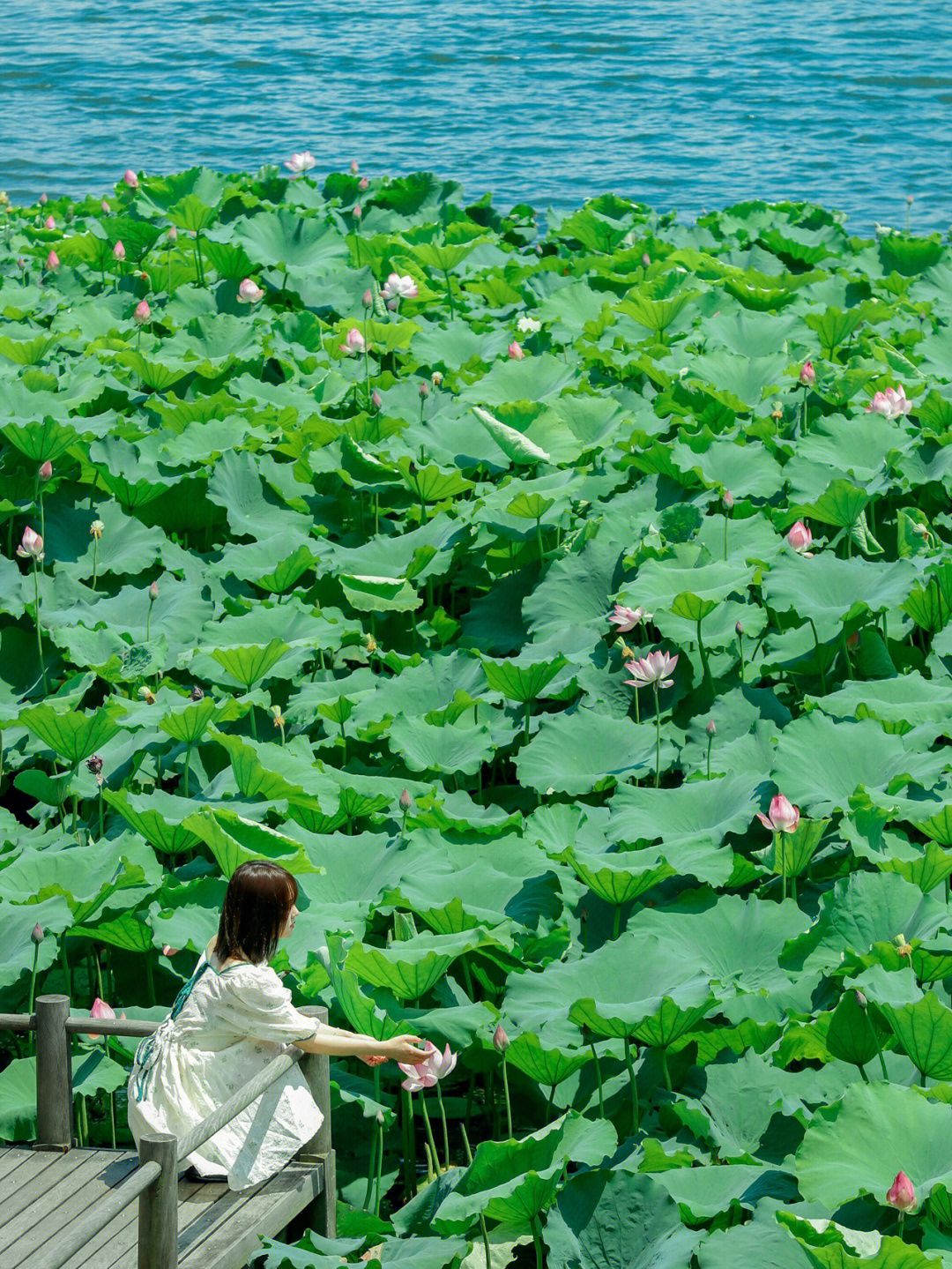 杭州西湖拍荷花攻略夏日顶流小众景点75