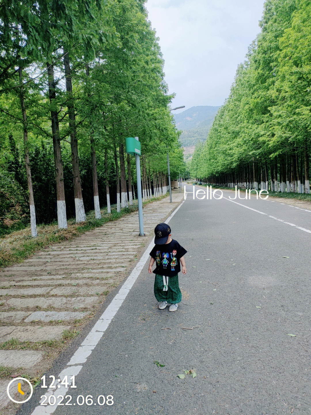 临安水杉路图片