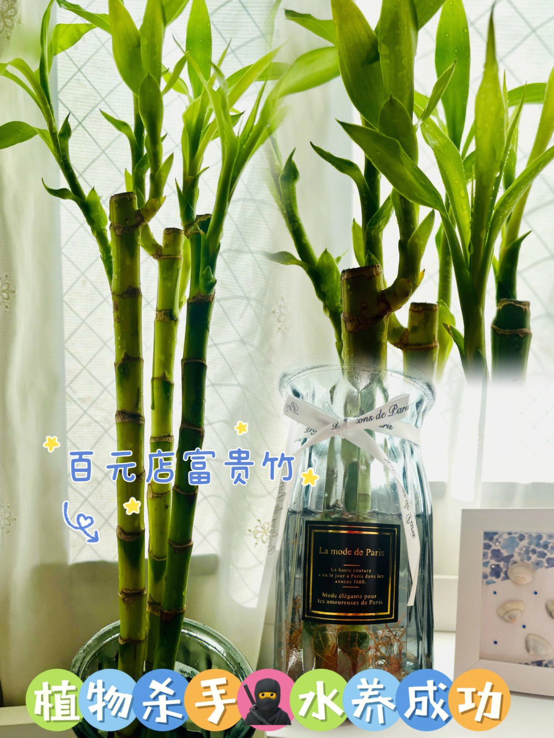 富贵竹植物卡片图片