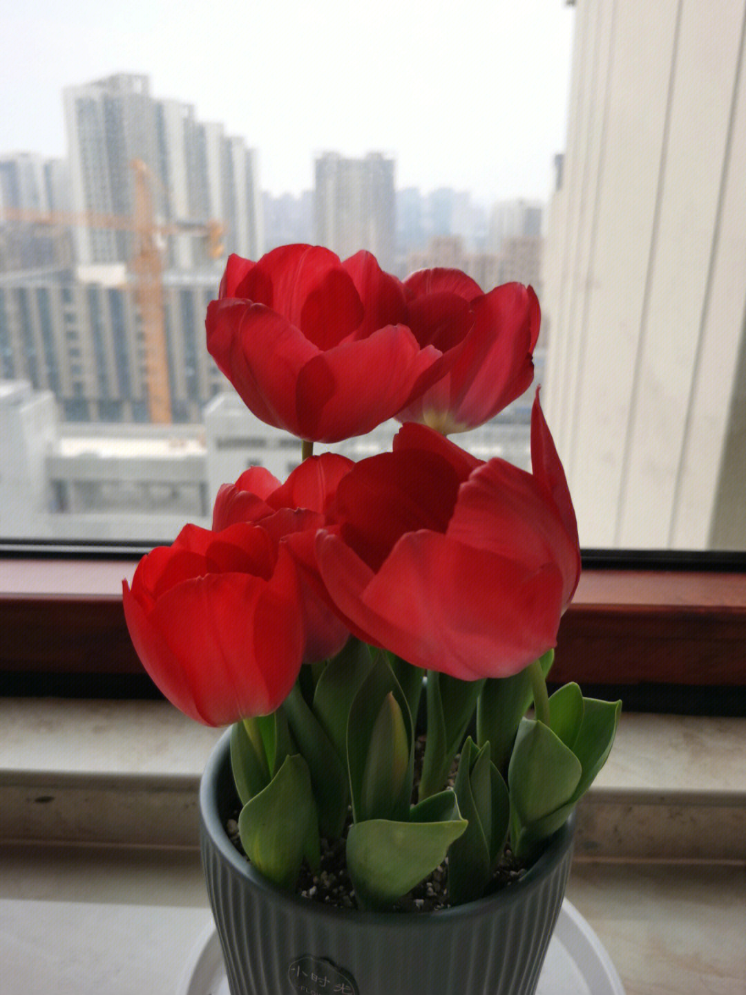 郁金香花蕊要剪掉么图片