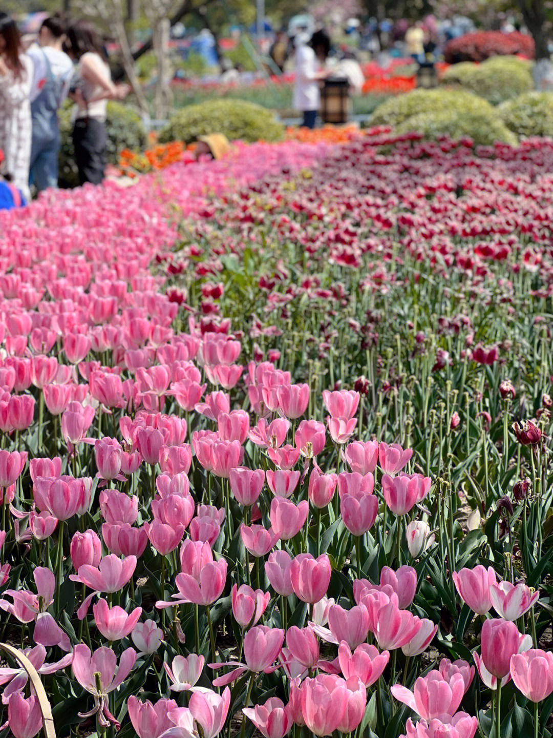 南京花海风景区图片