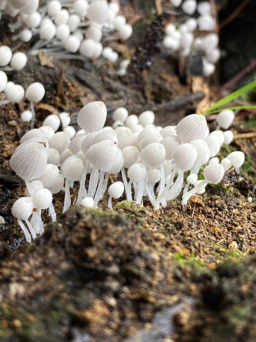 大瑶山的蘑菇