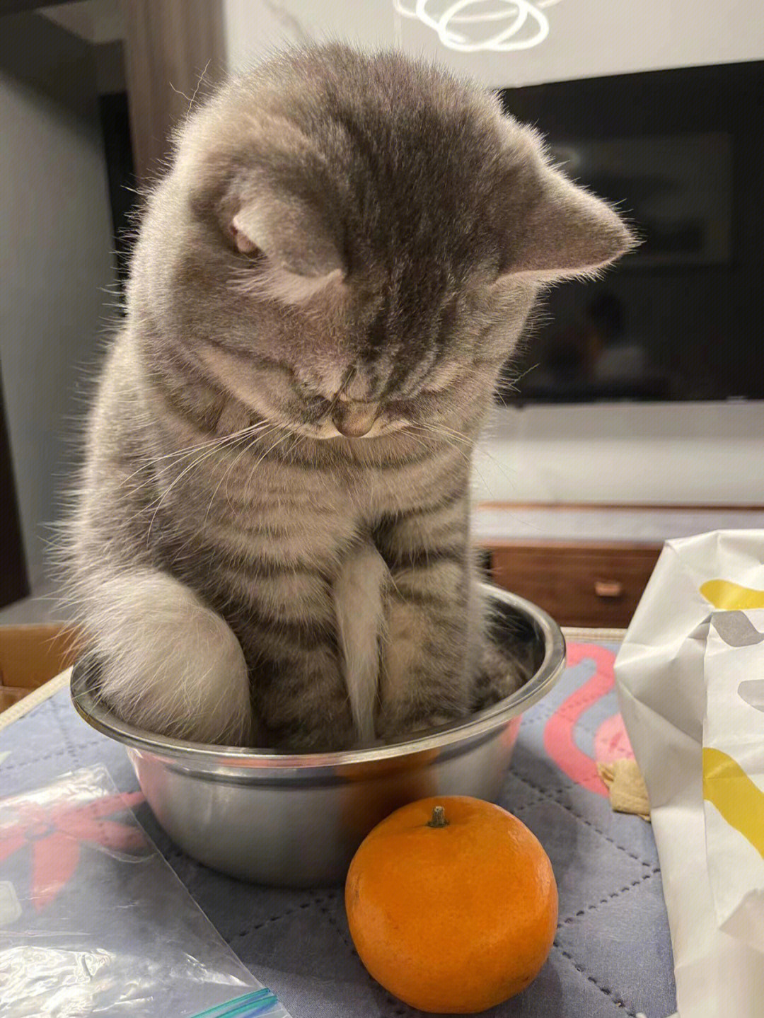 猫咪与橙子