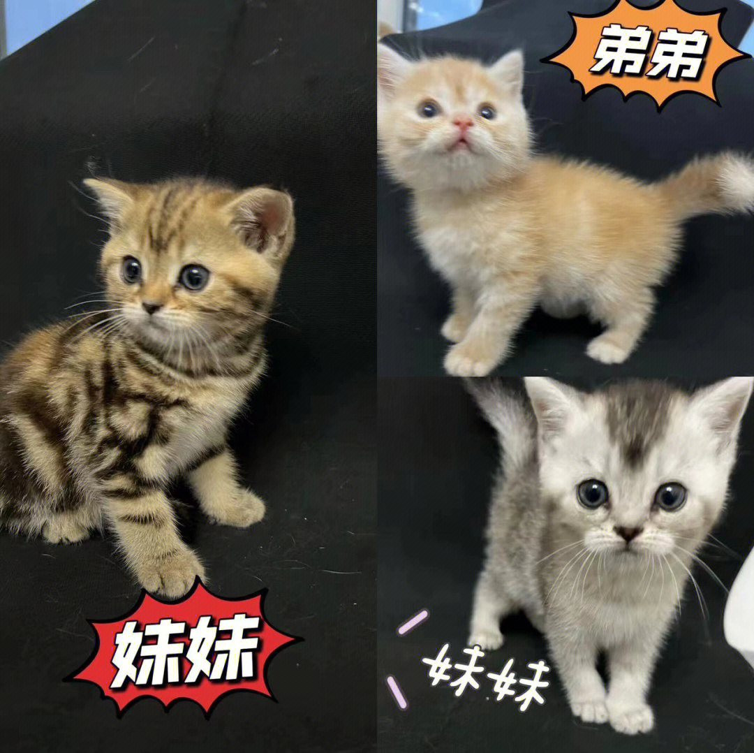 三只小猫喵喵喵简谱图片