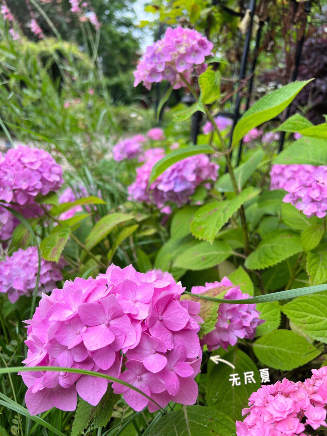 无尽夏,史欧尼,银河,蒙娜丽莎,卡米拉,佳澄,花手鞠,玫红妈妈,头花