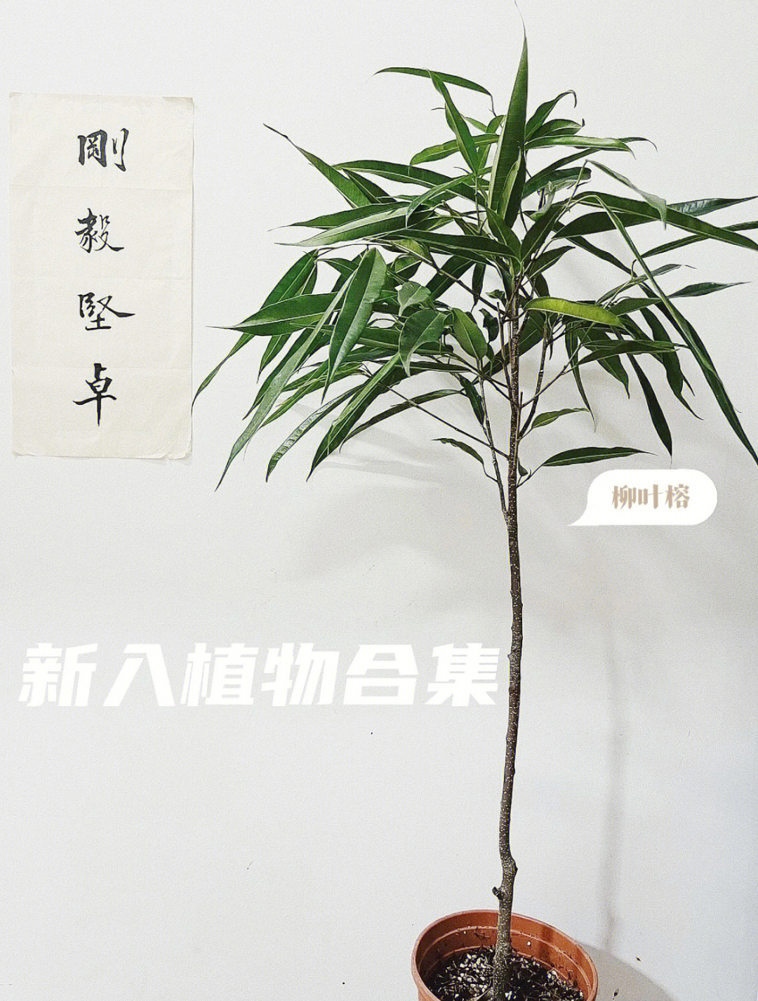曾经看到一个韩国博主家里放了一棵柳叶榕,造型颇有有竹子的清雅坚韧