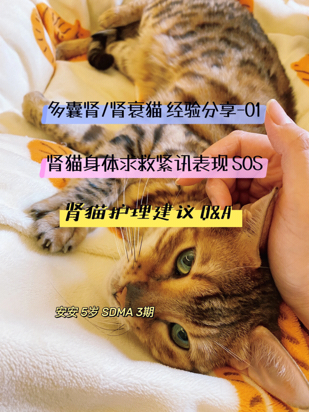 多囊肾猫肾衰猫肾病猫经验分享01