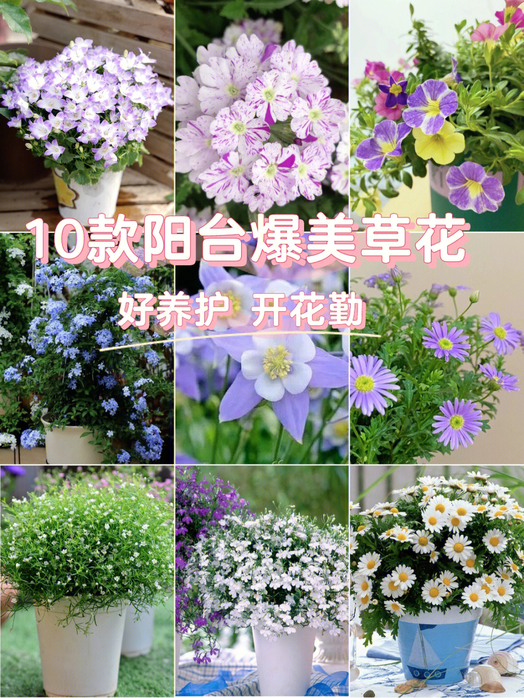 春日阳台花园10款便宜好养的爆美草花推荐