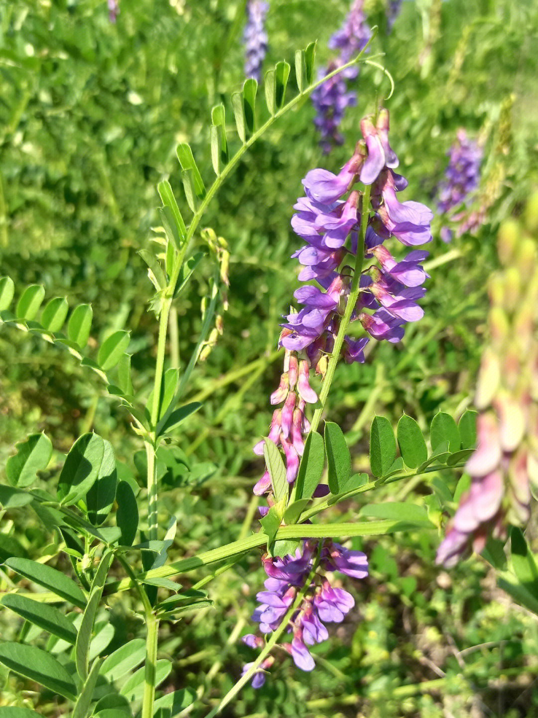 野豌豆花花程式图片